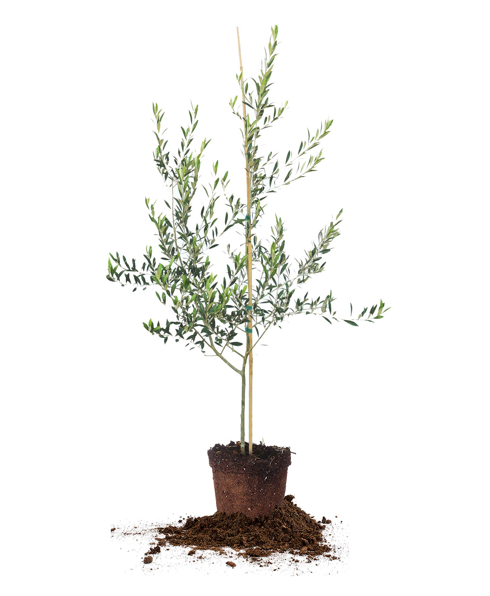 Arbequina Olive Tree - Live Plant, Includes Special Blend Plant Food & Planting Guide- Size (3-4FT)