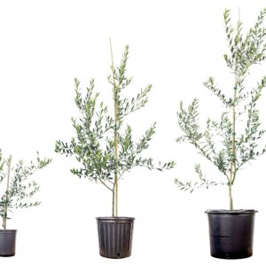 Arbequina Olive Tree - Live Plant, Includes Special Blend Plant Food & Planting Guide- Size (3-4FT)