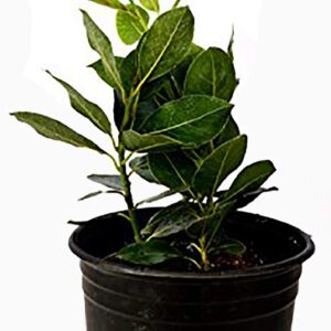 9GreenBox - Bay Laurel Plant One Gallon Live Plant Ornament Decor for Home, Kitchen, Office, Table, Desk - Attracts Zen, Luck, Good Fortune - Non-GMO, Grown in The USA