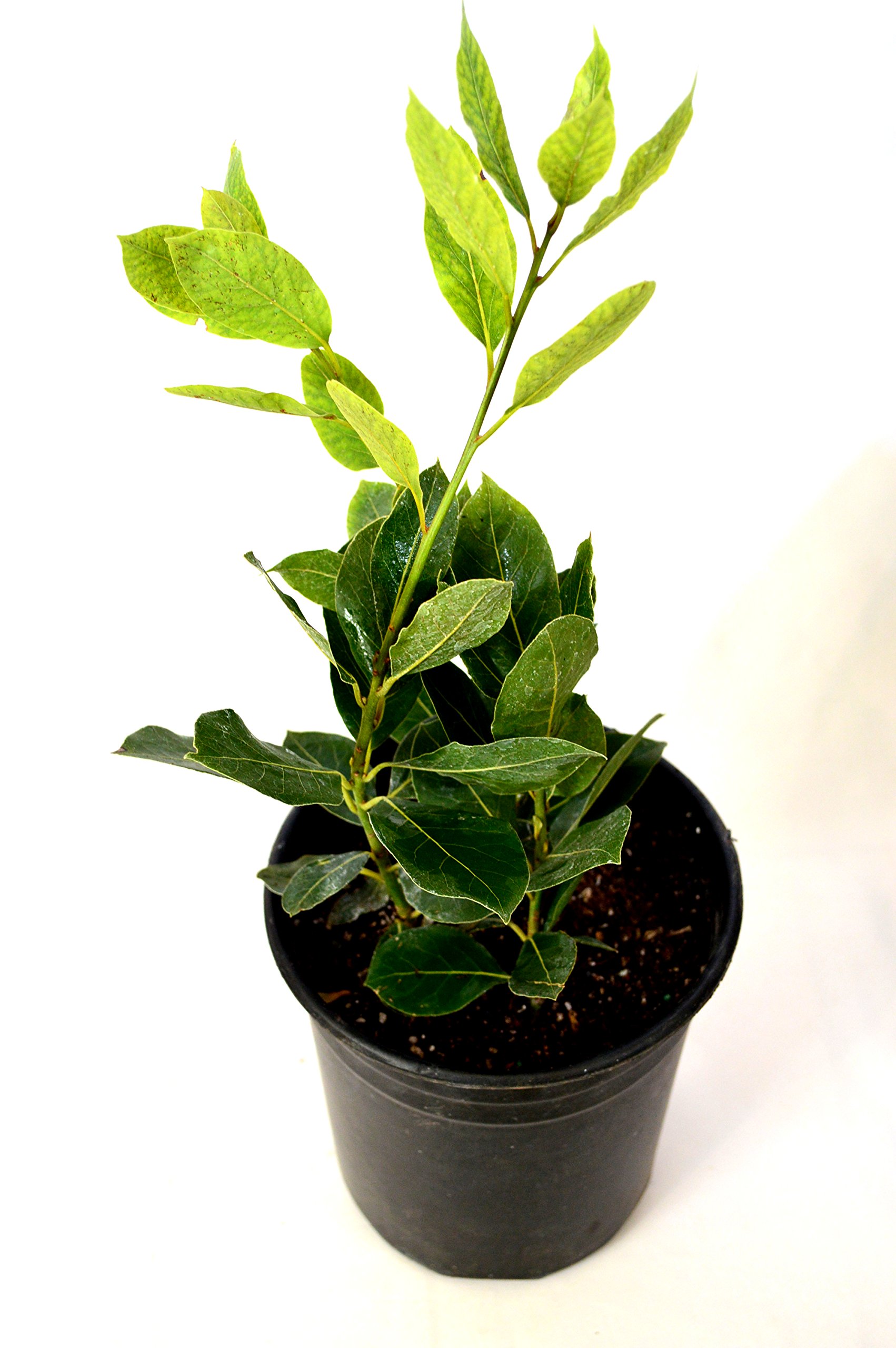 9GreenBox - Bay Laurel Plant One Gallon Live Plant Ornament Decor for Home, Kitchen, Office, Table, Desk - Attracts Zen, Luck, Good Fortune - Non-GMO, Grown in The USA