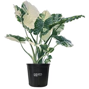 Nature's Way Farms Alocasia 'Dawn' Variegated (25-30" Tall) - Rare Live Indoor Plant, Unique Foliage