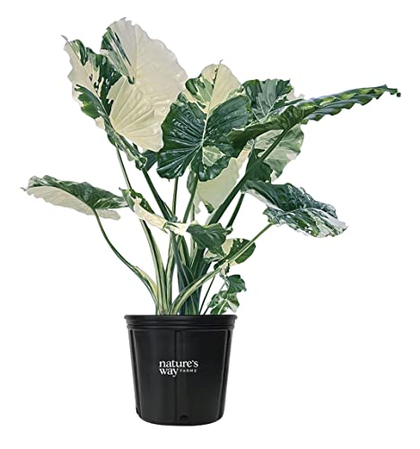 Nature's Way Farms Alocasia 'Dawn' Variegated (25-30" Tall) - Rare Live Indoor Plant, Unique Foliage