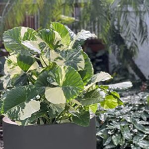 Nature's Way Farms Alocasia 'Dawn' Variegated (25-30" Tall) - Rare Live Indoor Plant, Unique Foliage