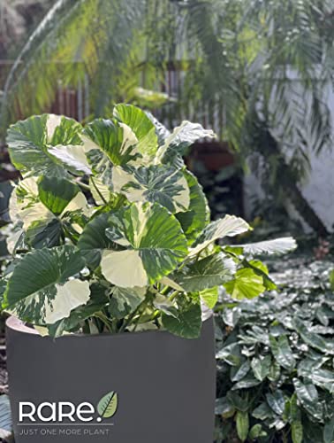 Nature's Way Farms Alocasia 'Dawn' Variegated (25-30" Tall) - Rare Live Indoor Plant, Unique Foliage