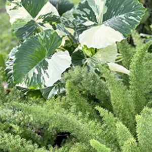 Nature's Way Farms Alocasia 'Dawn' Variegated (25-30" Tall) - Rare Live Indoor Plant, Unique Foliage