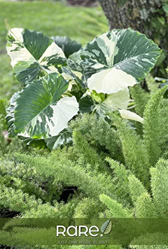 Nature's Way Farms Alocasia 'Dawn' Variegated (25-30" Tall) - Rare Live Indoor Plant, Unique Foliage