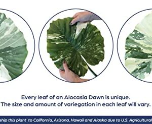 Nature's Way Farms Alocasia 'Dawn' Variegated (25-30" Tall) - Rare Live Indoor Plant, Unique Foliage