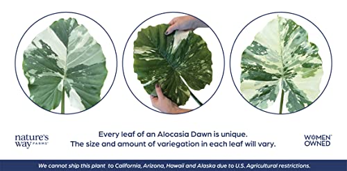 Nature's Way Farms Alocasia 'Dawn' Variegated (25-30" Tall) - Rare Live Indoor Plant, Unique Foliage