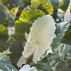 Nature's Way Farms Alocasia 'Dawn' Variegated (25-30" Tall) - Rare Live Indoor Plant, Unique Foliage