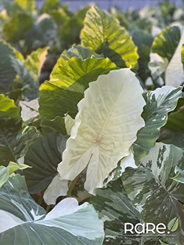 Nature's Way Farms Alocasia 'Dawn' Variegated (25-30" Tall) - Rare Live Indoor Plant, Unique Foliage