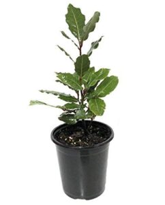 9greenbox sweet bay laurel herb - laurus nobil