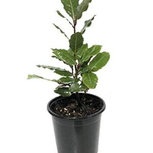 9GreenBox Sweet Bay Laurel Herb - Laurus nobil