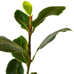 9GreenBox Sweet Bay Laurel Herb - Laurus nobil