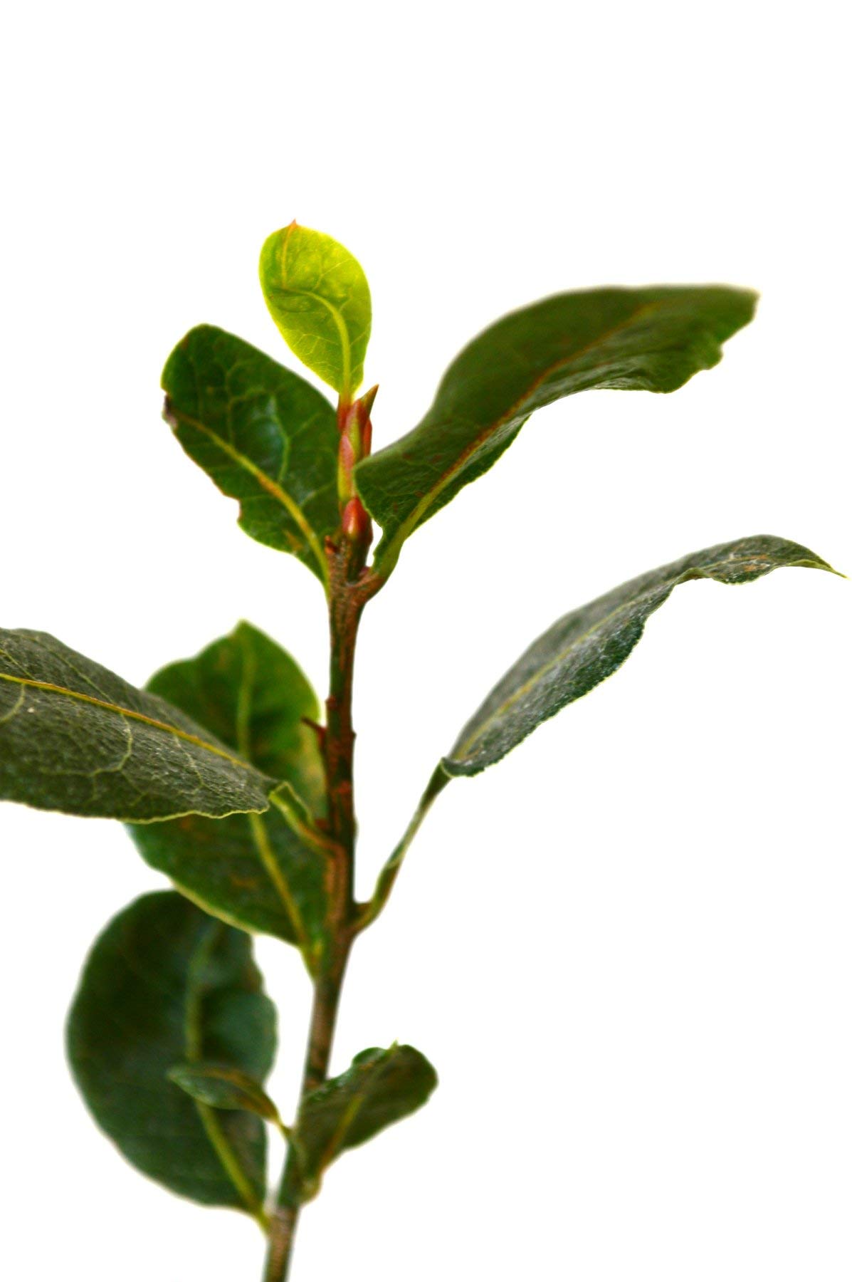 9GreenBox Sweet Bay Laurel Herb - Laurus nobil