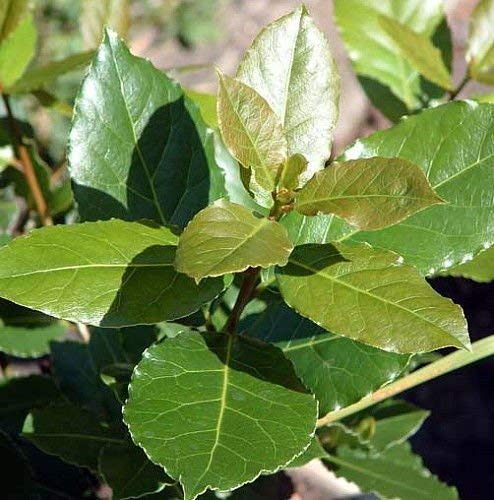 9GreenBox Sweet Bay Laurel Herb - Laurus nobil