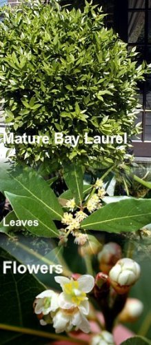 9GreenBox Sweet Bay Laurel Herb - Laurus nobil