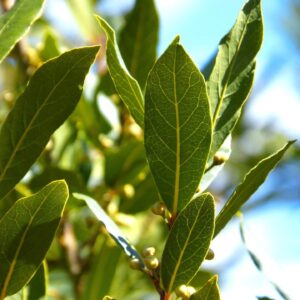 Swẹẹt Bay Leaf Plạnt Lịvẹ – Bay Laurel Trẹẹ – 4 to 6 Inches in Height