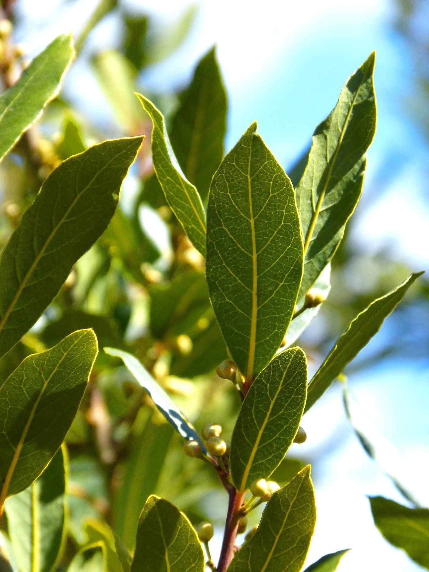 Swẹẹt Bay Leaf Plạnt Lịvẹ – Bay Laurel Trẹẹ – 4 to 6 Inches in Height