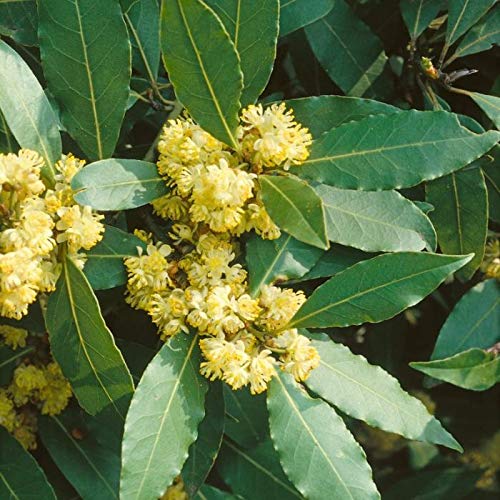 Swẹẹt Bay Leaf Plạnt Lịvẹ – Bay Laurel Trẹẹ – 4 to 6 Inches in Height