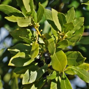 Swẹẹt Bay Leaf Plạnt Lịvẹ – Bay Laurel Trẹẹ – 4 to 6 Inches in Height