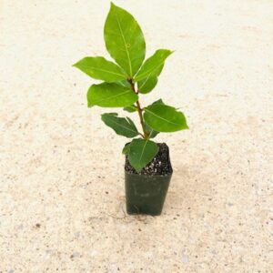 Swẹẹt Bay Leaf Plạnt Lịvẹ – Bay Laurel Trẹẹ – 4 to 6 Inches in Height