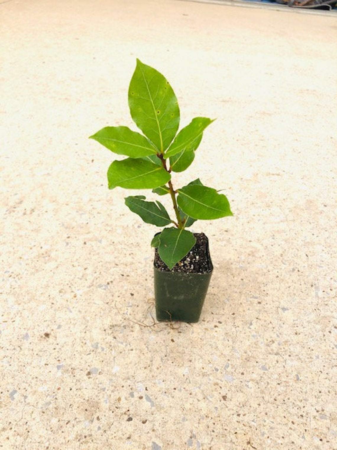 Swẹẹt Bay Leaf Plạnt Lịvẹ – Bay Laurel Trẹẹ – 4 to 6 Inches in Height