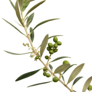 PERFECT PLANTS Arbequina Olive Live Plant, 2-3ft, includes Care Guide