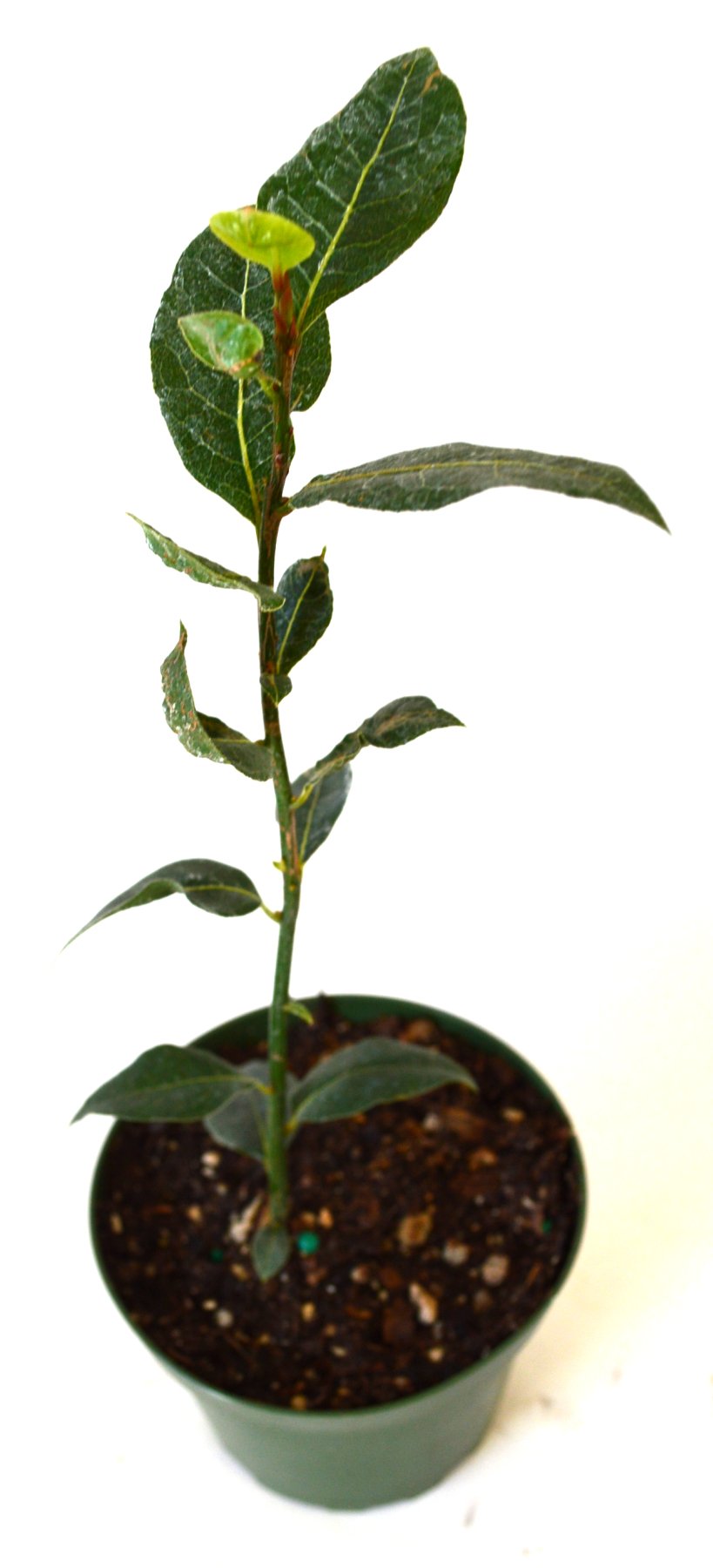 9GreenBox - Bay Laurel Herb - 4" Pot Live Plant Ornament Decor for Home, Kitchen, Office, Table, Desk - Attracts Zen, Luck, Good Fortune - Non-GMO, Grown in The USA