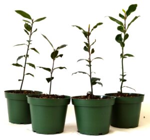 9greenbox bay laurel herb pot set, 4 inch x 4 inch, (pack of 4)