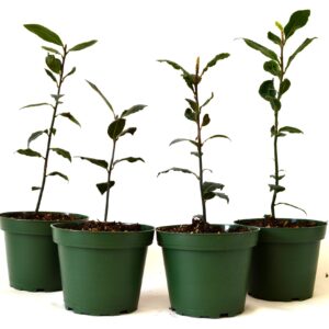 9Greenbox Bay Laurel Herb Pot Set, 4 Inch x 4 Inch, (Pack of 4)