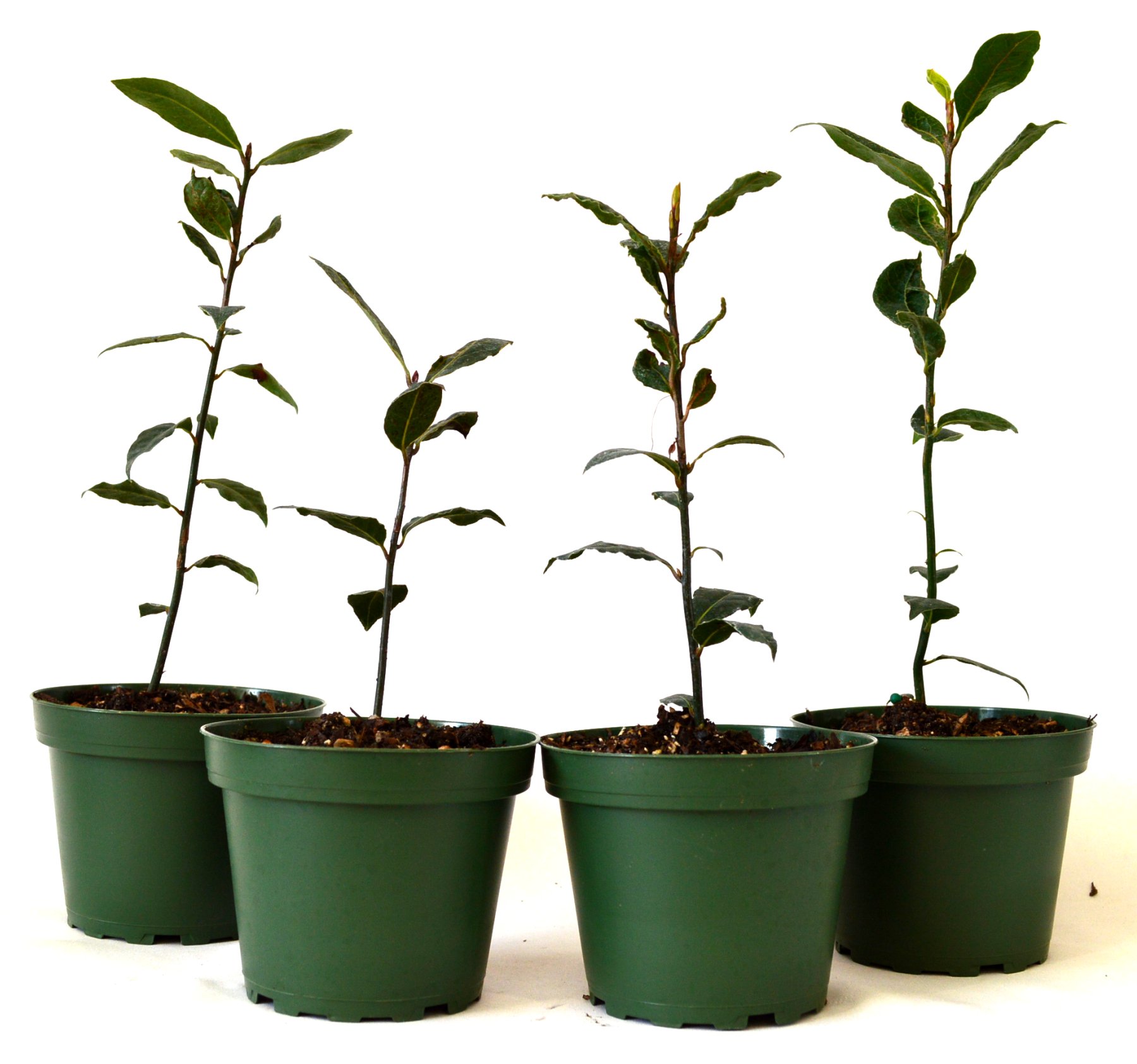 9Greenbox Bay Laurel Herb Pot Set, 4 Inch x 4 Inch, (Pack of 4)