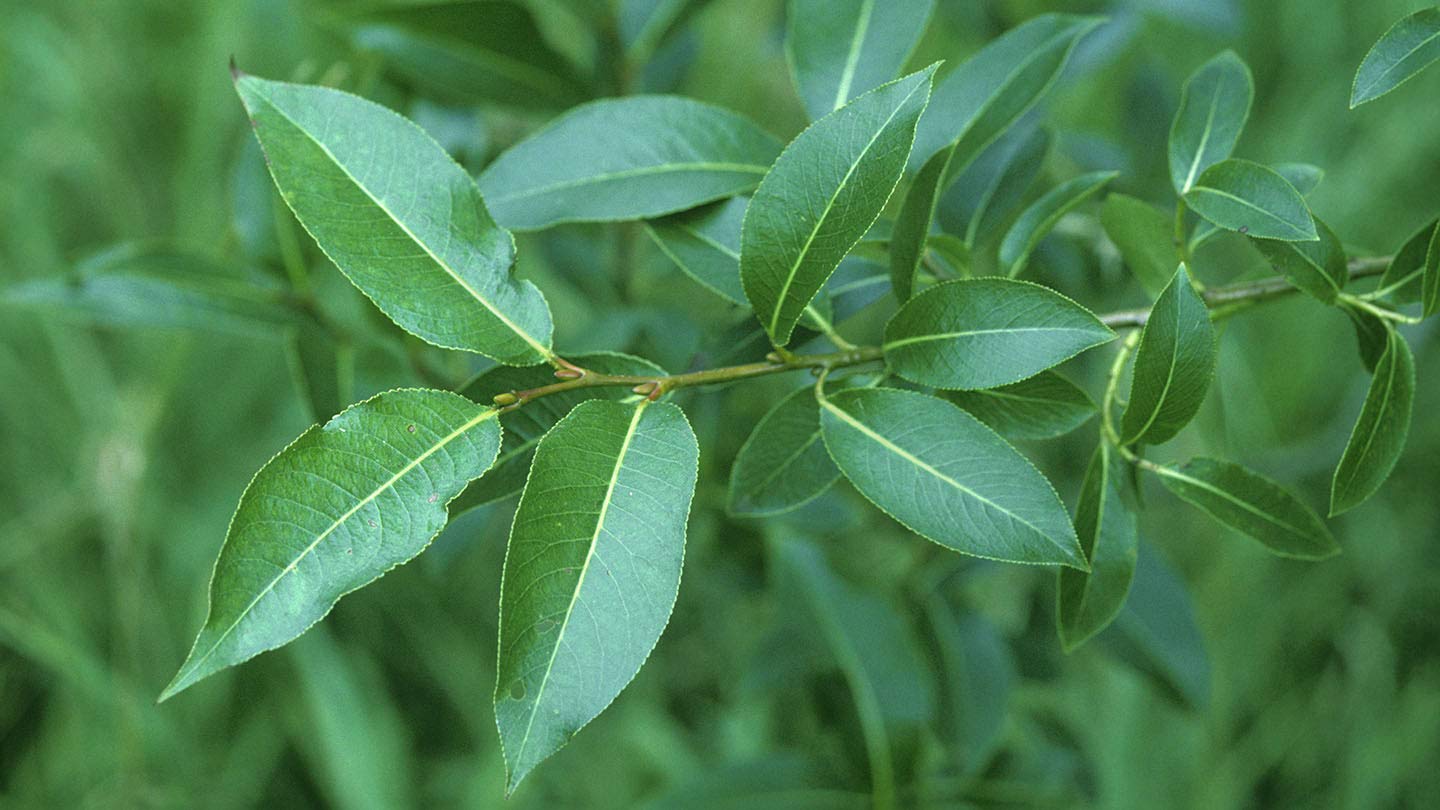 2 Bay Leaf Willow Tree Cuttings - Grow Rare Bay Leaf Willow