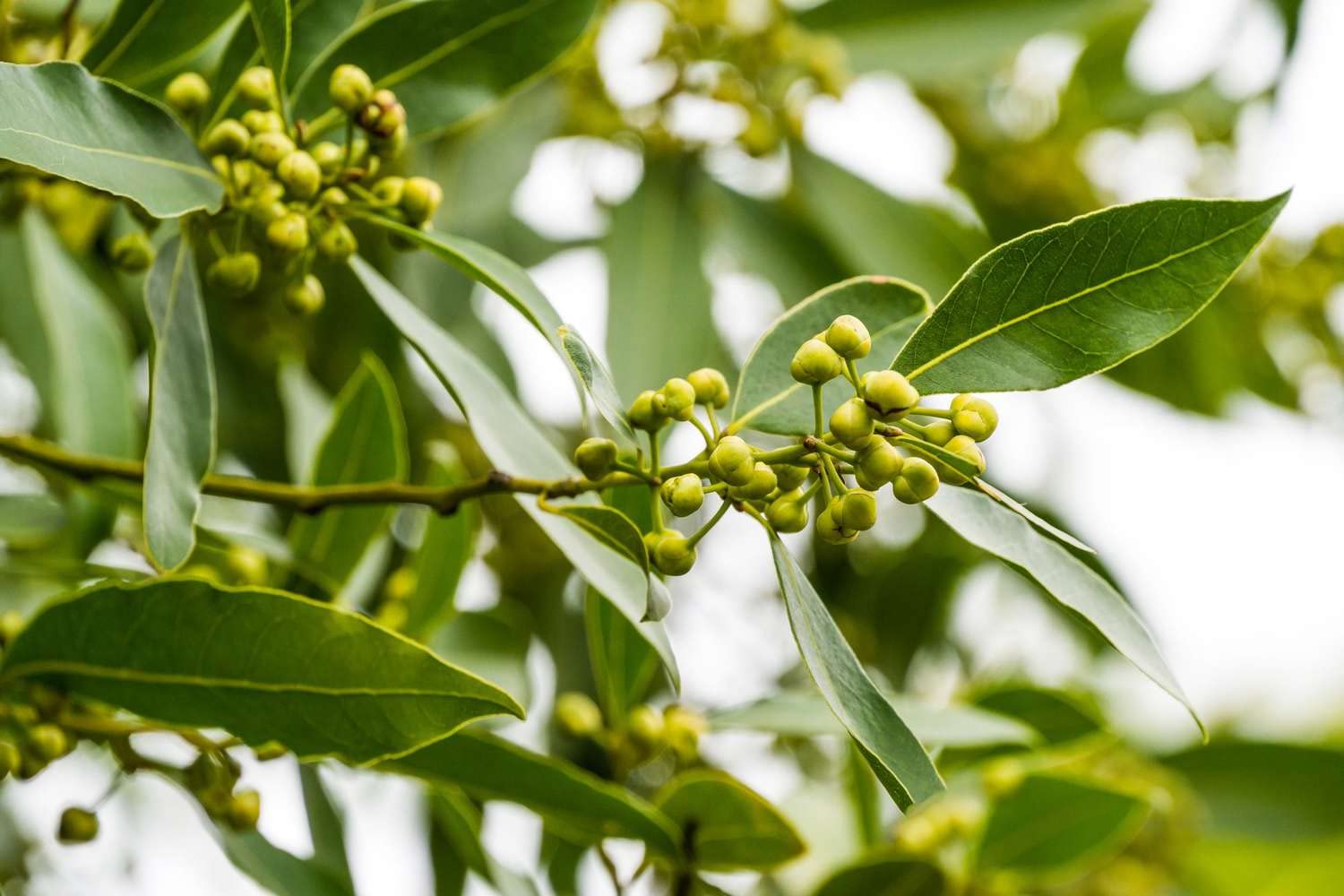 Bay Leaf Plant Live Sweet Bay Plant Tree 6 to 8 Inches Tall Planting Perennial Outdoors