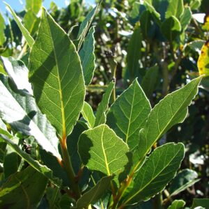 Bay Leaf Plant Live Sweet Bay Plant Tree 6 to 8 Inches Tall Planting Perennial Outdoors