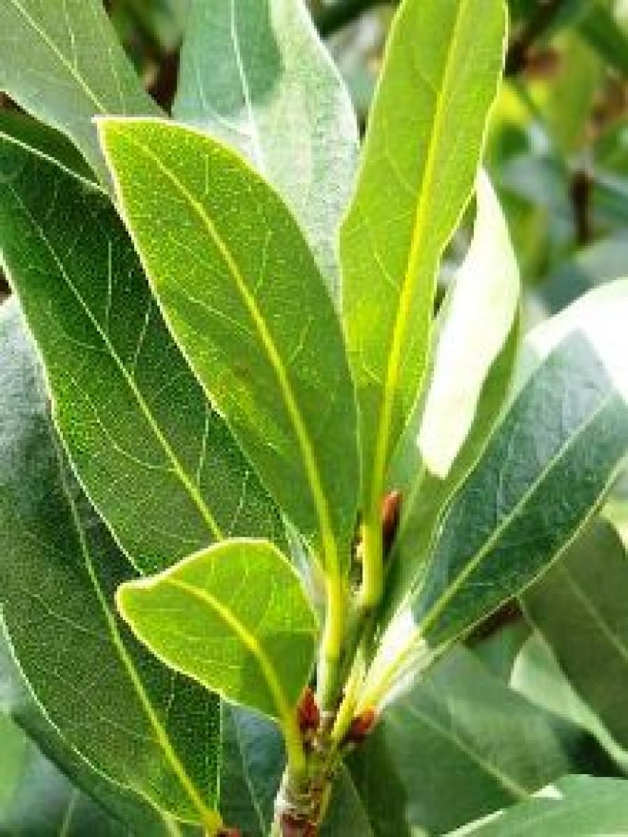 Bay Leaf Plant Live Sweet Bay Plant Tree 6 to 8 Inches Tall Planting Perennial Outdoors