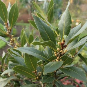 Bay Leaf Plant Live Sweet Bay Plant Tree 6 to 8 Inches Tall Planting Perennial Outdoors