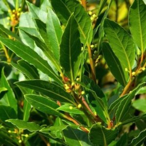 Laurus Nobilis Bay Leaf Tree, Sweet Bay Leaf Live Plant Tree, Bay Laurel Tree, 6-8" in Tall