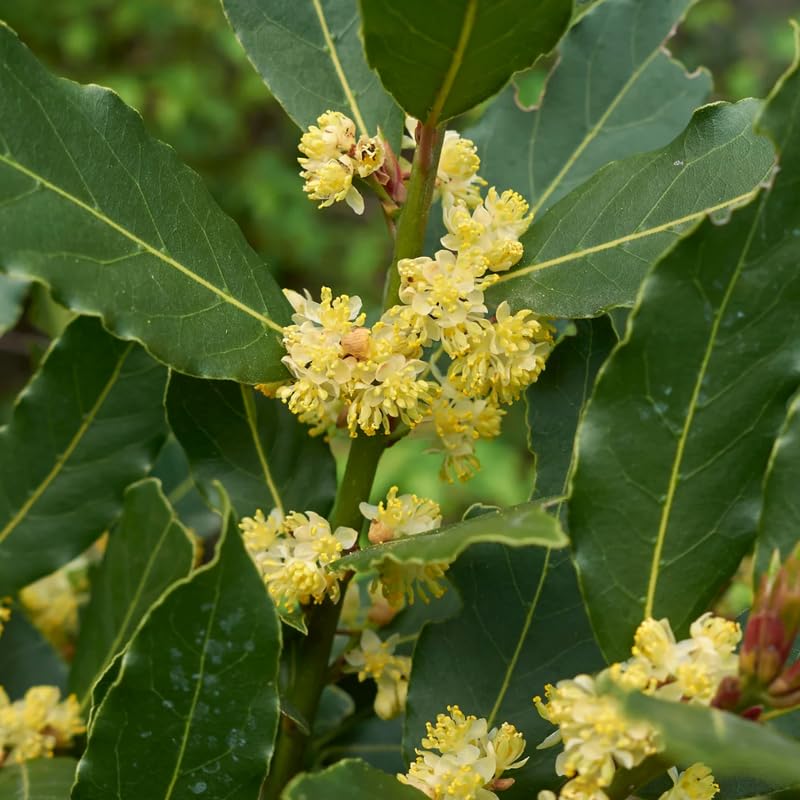 Laurus Nobilis Bay Leaf Tree, Sweet Bay Leaf Live Plant Tree, Bay Laurel Tree, 6-8" in Tall