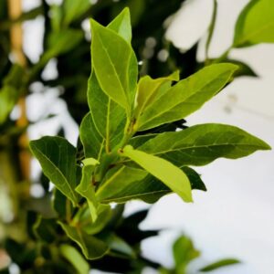 Laurus Nobilis Bay Leaf Tree, Sweet Bay Leaf Live Plant Tree, Bay Laurel Tree, 6-8" in Tall