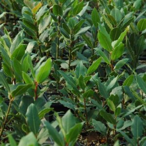 Laurus Nobilis Bay Leaf Tree, Sweet Bay Leaf Live Plant Tree, Bay Laurel Tree, 6-8" in Tall