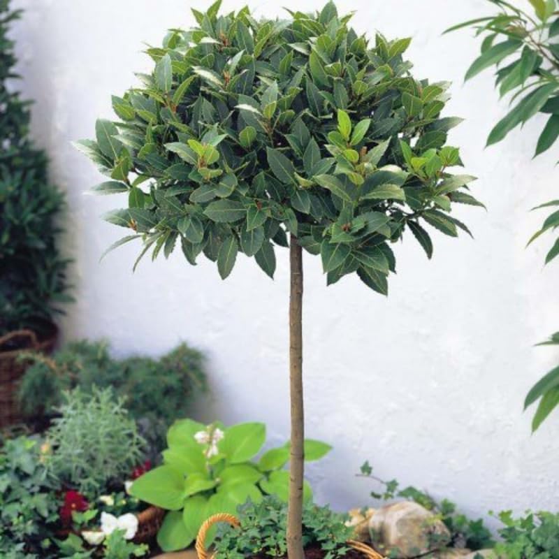 Laurus Nobilis Bay Leaf Tree, Sweet Bay Leaf Live Plant Tree, Bay Laurel Tree, 6-8" in Tall