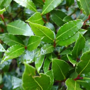 Bay Tree Live Plant 6 to 8 Inches Tall, Laurus Nobilis Live Plant, Bay Laurel Tree Sweet Bay Leaf Plant Outdoor Garden