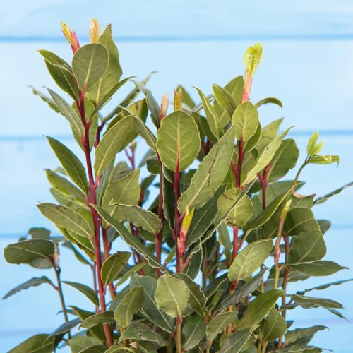 Bay Tree Live Plant 6 to 8 Inches Tall, Laurus Nobilis Live Plant, Bay Laurel Tree Sweet Bay Leaf Plant Outdoor Garden