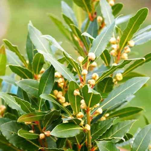 Bay Tree Live Plant 6 to 8 Inches Tall, Laurus Nobilis Live Plant, Bay Laurel Tree Sweet Bay Leaf Plant Outdoor Garden