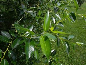 bay leaf bonsai tree cutting - nice thick trunk - indoor/outdoor bonsai tree plant