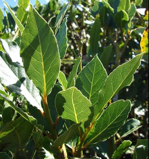 Bay Leaf Bonsai Tree Cutting - Nice Thick Trunk - Indoor/Outdoor Bonsai Tree Plant