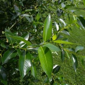 Bay Leaf Bonsai Tree Cutting - Nice Thick Trunk - Indoor/Outdoor Bonsai Tree Plant