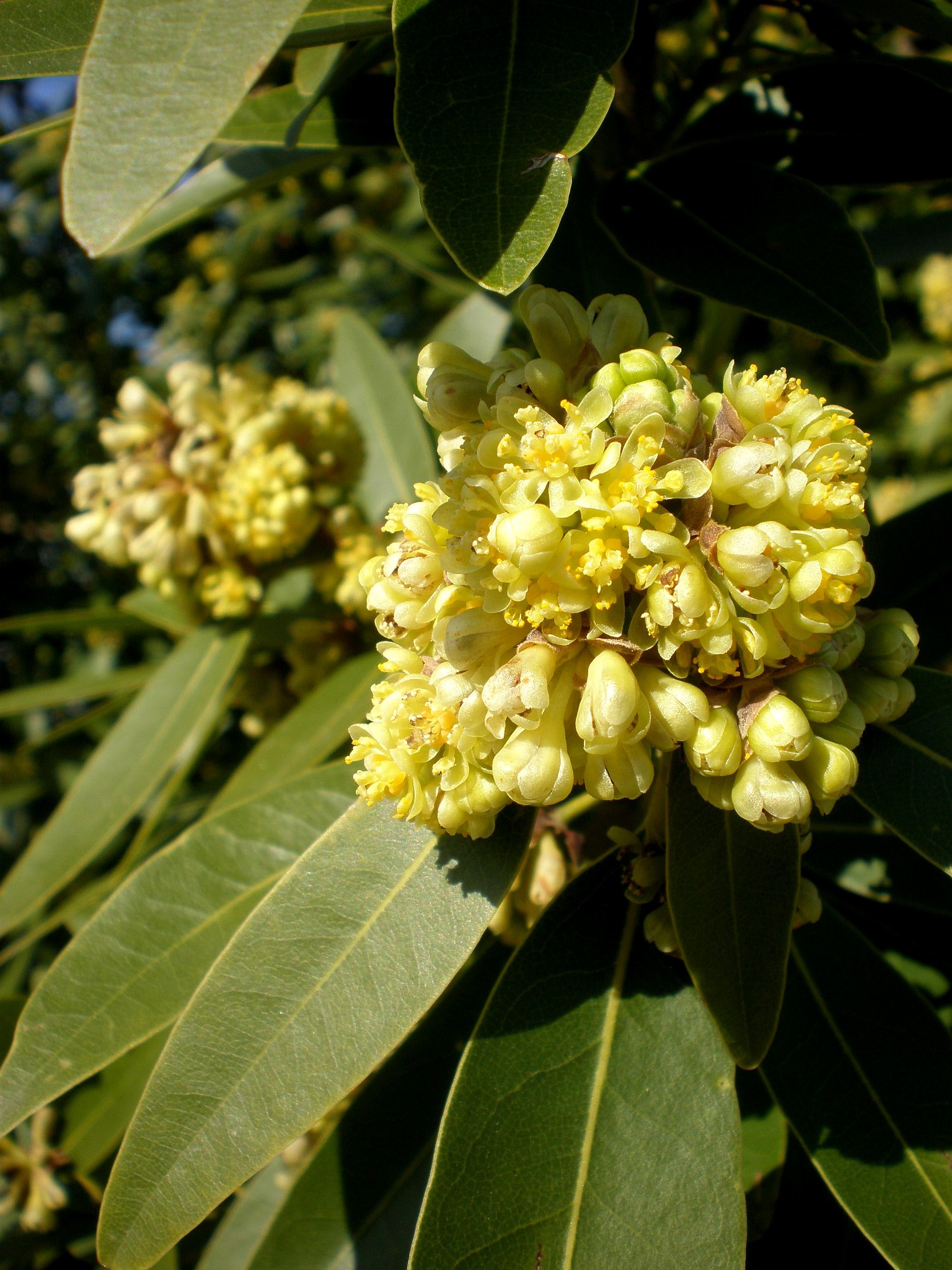 Bonsai Tree | California Bay Laurel | Seed Grow Kit | The Jonsteen Company