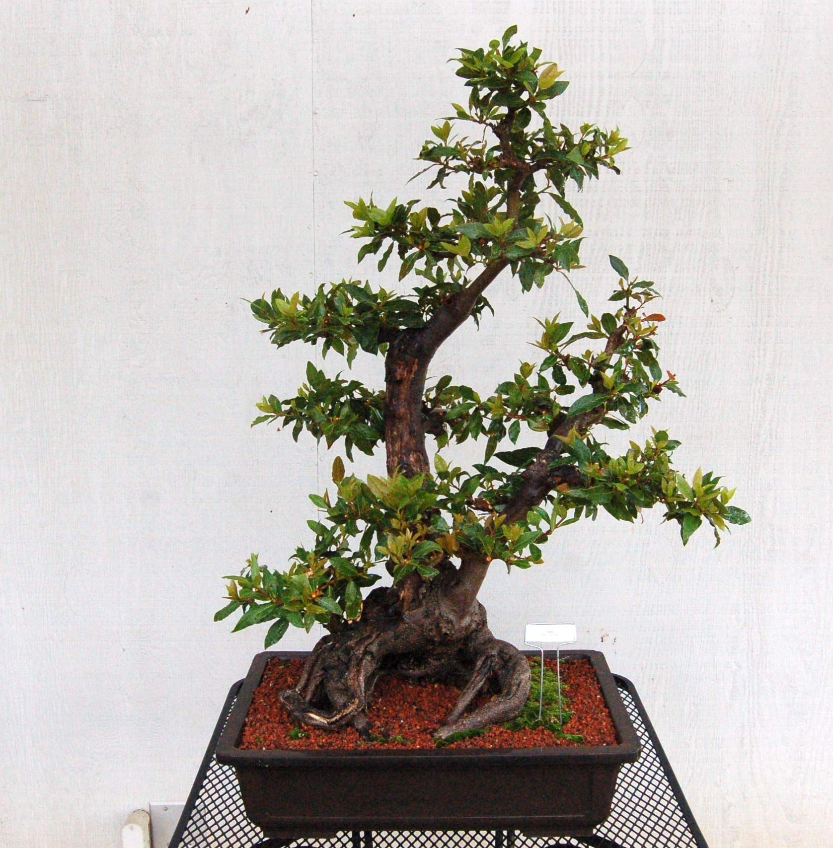 Bonsai Tree | California Bay Laurel | Seed Grow Kit | The Jonsteen Company