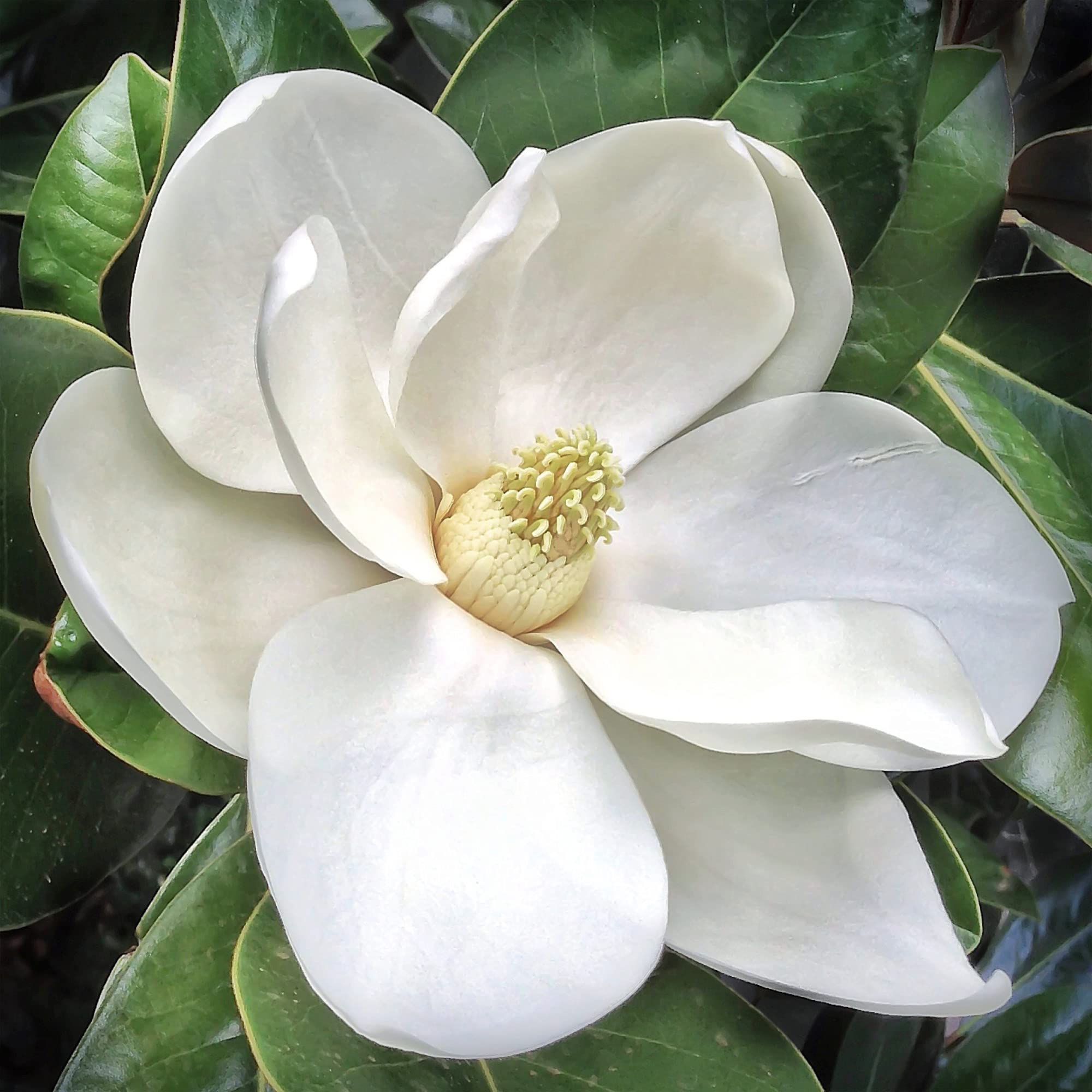 QAUZUY GARDEN 10 Premium Southern Magnolia Grandiflora (Big Laurel) Bull Bay Seeds for Planting | Fragrant Perennial Evergreen Tree Attract Pollinators Striking Accent Privacy Screen